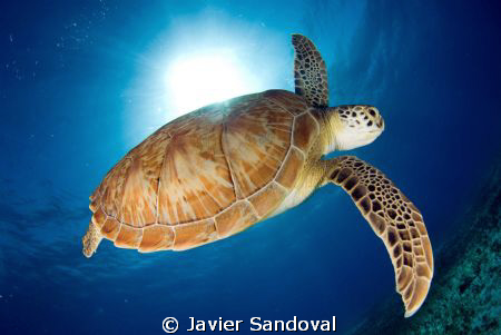 green turtle going down after cach some fresh air by Javier Sandoval 