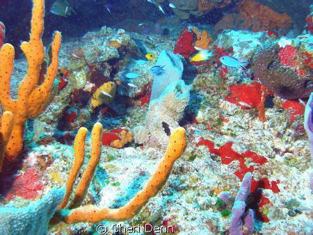 Cedral Wall, Cozumel, MX  Have to love diving in Cozumel by Cheri Denn 