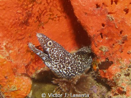 spotted moray in a orange elephant ear sponge at el natur... by Victor J. Lasanta 