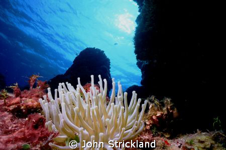 Nikonos 15mm by John Strickland 