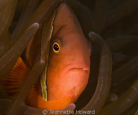 tomato anemone close up... Nikon D70, 105 lens by Jeannette Howard 