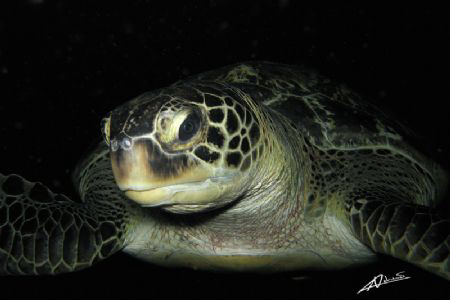 F 8, 1/500 internal flash - even in day time with plenty ... by Adriano Trapani 