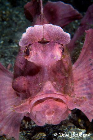 "Mr Grumpy" :o) by Debi Henshaw 