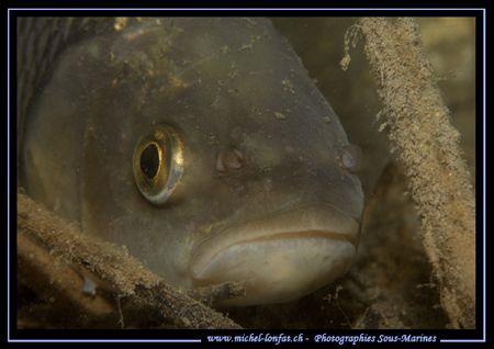 The big eye of the "Chevesne"... Que du Bonheur...:O)... by Michel Lonfat 