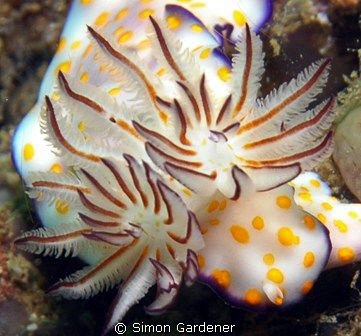 shot at fahal island Oman by Simon Gardener 