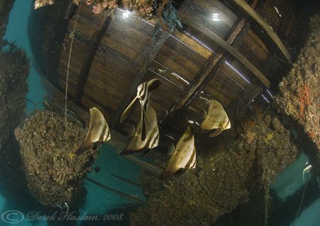 Bat fish, under KBR jetty. D200, 10.5mm. by Derek Haslam 
