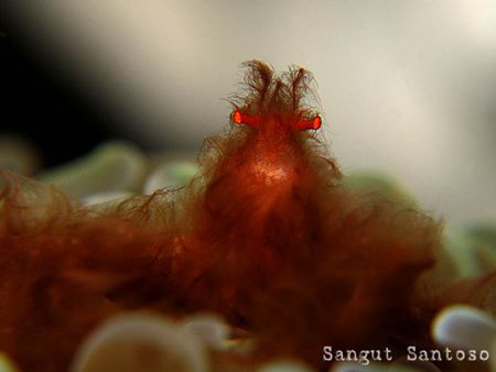 "Do I need to shave ?" 
Canon G7 Double macro lens inter... by Sangut Santoso 