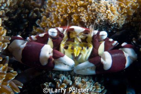 More critters from Lembeh, D300-60mm by Larry Polster 