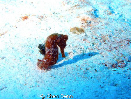 This was taken on the Cedral Wall, Cozumel, MX.  I just l... by Cheri Denn 