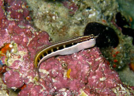 Lined Blenny from Hafza Thila, North Ari Atoll - Maldives... by Ahmed Samir 
