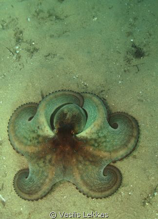 Diving in Kavala, northern Greece with Canon 350d Ikelite... by Vasilis Lekkas 