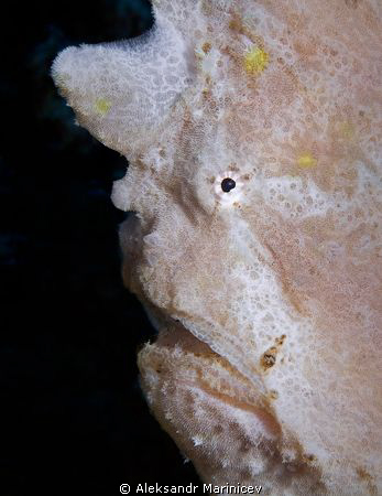 Painted anglerfish by Aleksandr Marinicev 