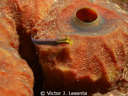 a shortstripe goby at the natural dive site in Aguadilla ... by Victor J. Lasanta 