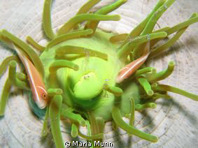 It's Cleaning Time - Taken in Lembeh Straits with Canon P... by Maria Munn 