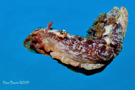 Spanish dancer -coral bay - by Dave Baxter 