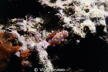 Nudibranch by Vito Lorusso 