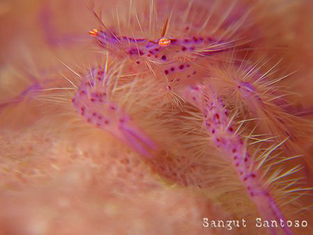 "Music please ..."
Canon G7 internal flash Double Inon m... by Sangut Santoso 