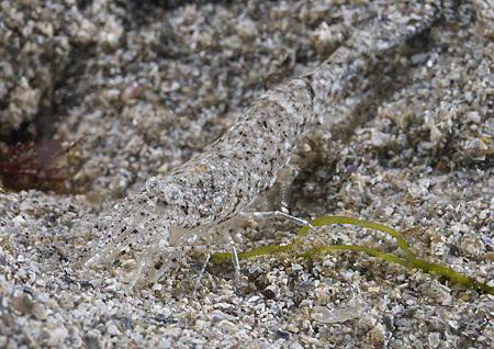 Brown shrimp. D200, 60mm. by Derek Haslam 