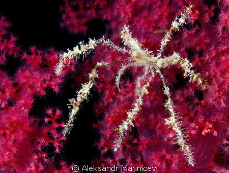 Spiny spider crab by Aleksandr Marinicev 