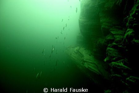 This is a schoal of saithe at 150 ft. in voldafjorden. by Harald Fauske 