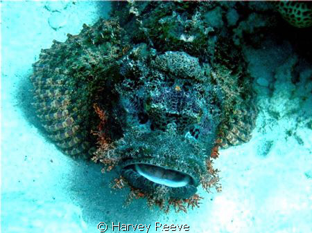 A happy chappy by Harvey Reeve 