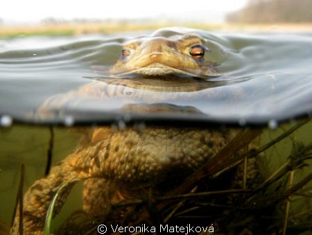 Curious frog by Veronika Matějková 