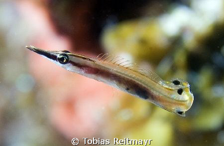 Tiny Arrow Blenny with its weirdly bend caudal fin, Big R... by Tobias Reitmayr 