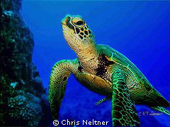 Outside of the Grotto, we spotted this guy eating from hi... by Chris Neltner 