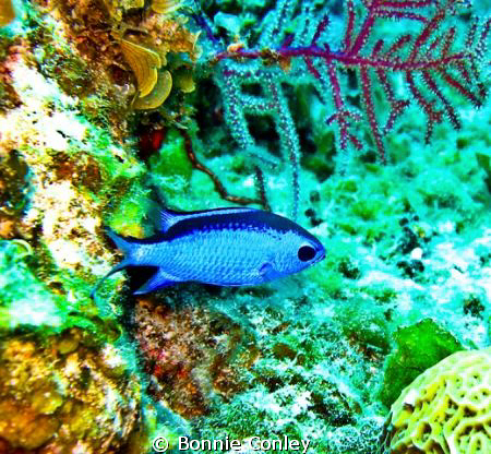 Blue Chromis seen May 2009 in Freeport Bahamas.  Photo ta... by Bonnie Conley 