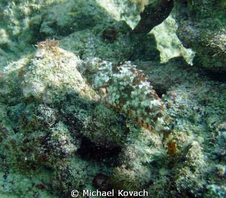 Fish on the Inside Reef at Lauderdale by the Sea by Michael Kovach 