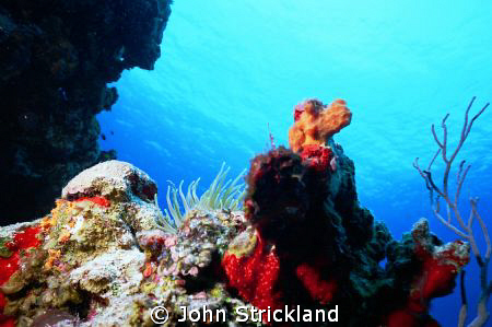 NIKONOS 15mm by John Strickland 