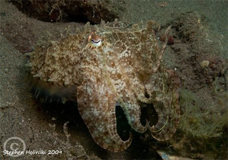 First upload since returning from Anilao and Tubbataha.  ... by Stephen Holinski 