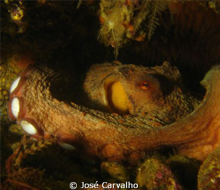 Octopus - Sesimbra, Portugal by José Carvalho 