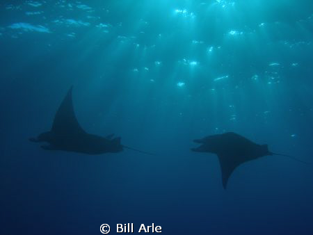 Big Island mantas, late afternoon by Bill Arle 