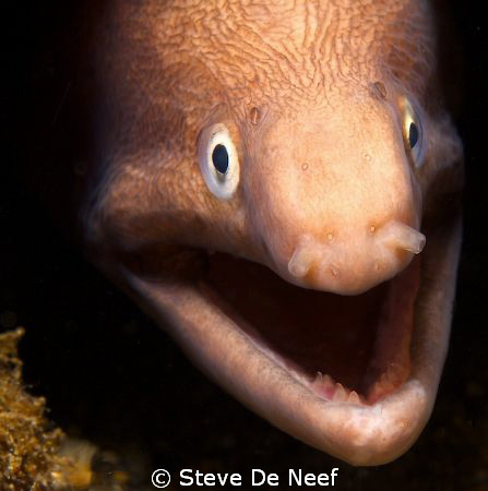 Nice little moray in Dauin norte. by Steve De Neef 