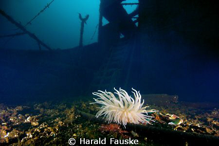 picture of mud-rose on the deck infront of the bridge on ... by Harald Fauske 