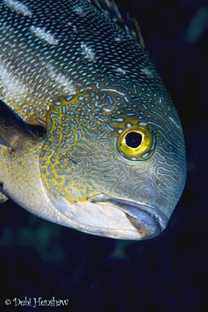"Snapper" :o) by Debi Henshaw 