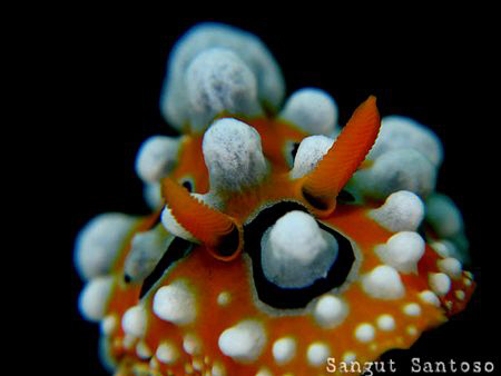 "Orange Bull" 
Canon G7 Inon macro lens.Full frame by Sangut Santoso 