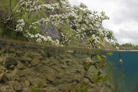 Tree. Split level. Capernwray. D3, 16mm. by Derek Haslam 