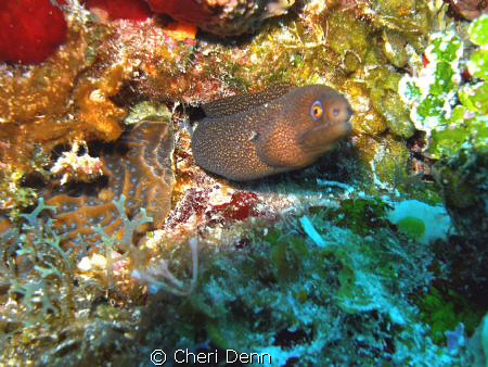 Taken on the Columbia Shallows in Cozumel, MX by Cheri Denn 