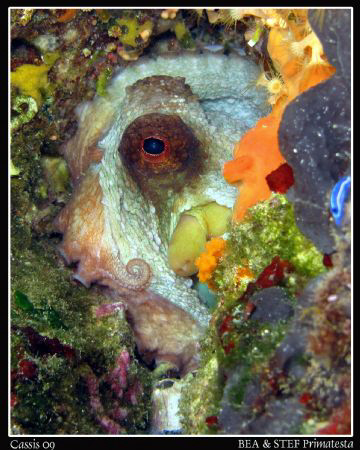 Octopus. Canon G10 & Inon D2000 by Bea & Stef Primatesta 