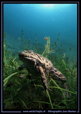 After Veronika's and Cal's Frog.... Here is mine... :O)..... by Michel Lonfat 