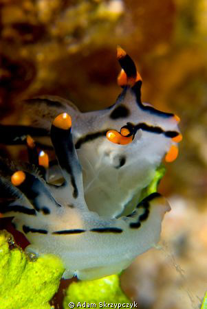 Mating Pictas by Adam Skrzypczyk 
