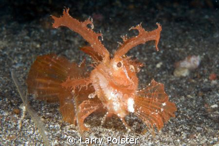 Ambon Scorpion Fish, Lembeh ... D300-60mm by Larry Polster 