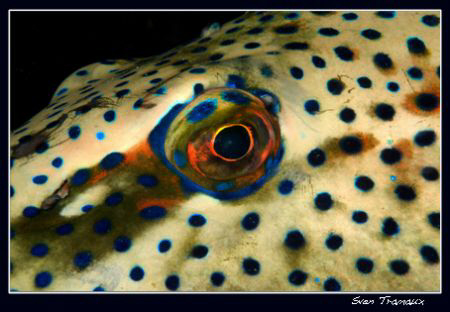 Peacock grouper by Sven Tramaux 