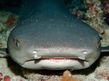 Nurse shark. Tubbataha reef Philippines by Andrew Macleod 