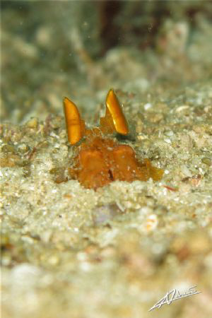 juvenile orange spearer by Adriano Trapani 