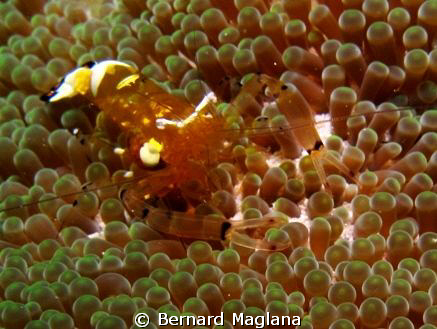 Babusanta, Talikud Island, Davao City by Bernard Maglana 