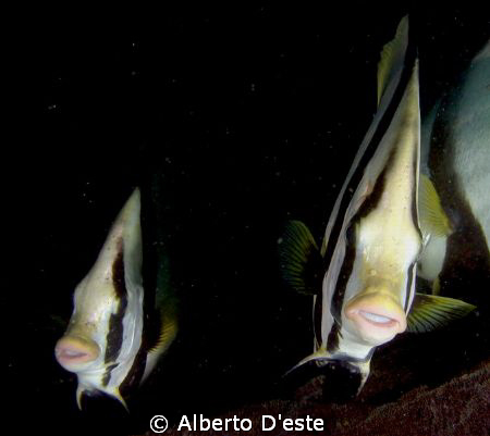 Juvenile Platax in Derawan Jetty by Alberto D'este 