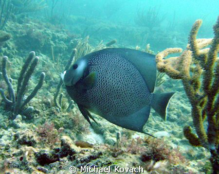 French Angelfish on the Inside Reef at Lauderdale by the Sea by Michael Kovach 